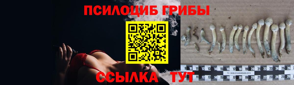 Псилоцибиновые грибы Cubensis  Вход с VPN  Апатиты 
